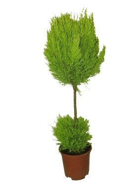 Cupressus macrocarpa (50cm) - Zimmerpflanze