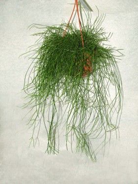 Rhipsalis cassutha<br>(40cm) - Zimmerpflanze