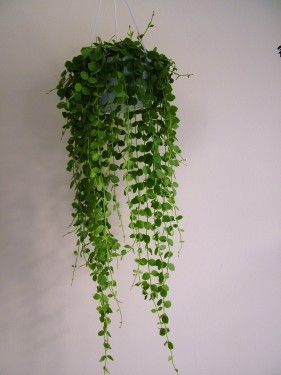 Dischidia<br>(45cm) - szobanövény
