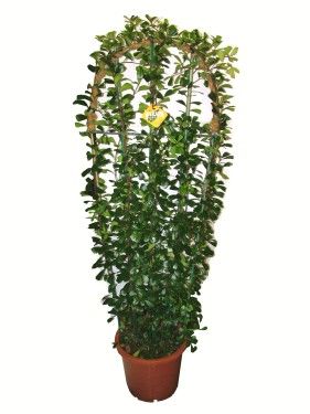 Ficus (paravánra futtatva)<br>(1,3m) - szobanövény