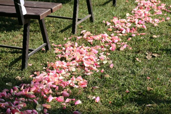 pink petals (3 m) Bélapátfalva, wedding