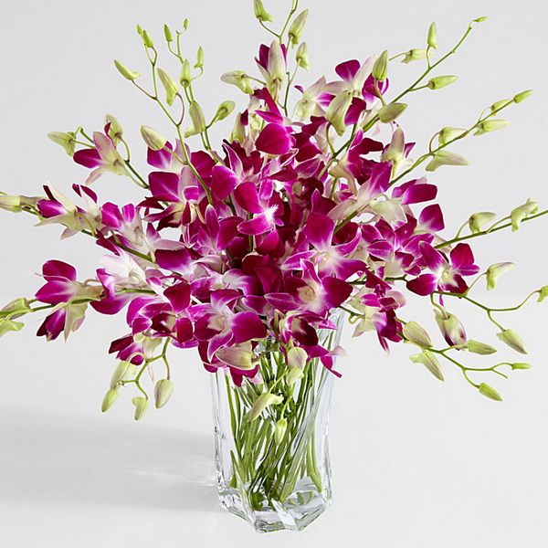 10 lila Dendrobiumorchidee im Vase