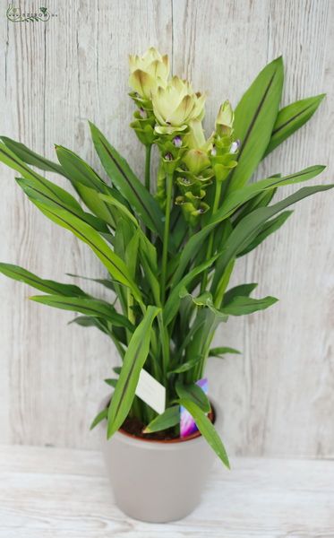 Curcuma in pot