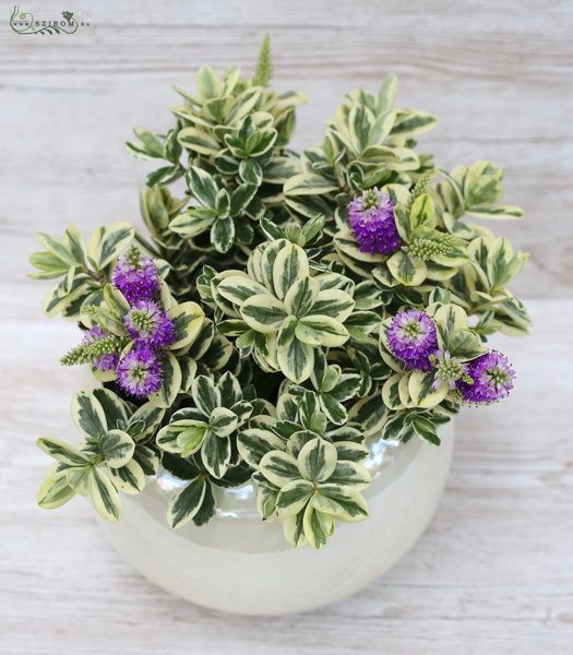 Big flowering Hebe in pot