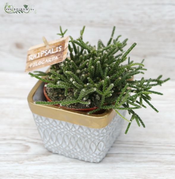Rhipsalis in pot