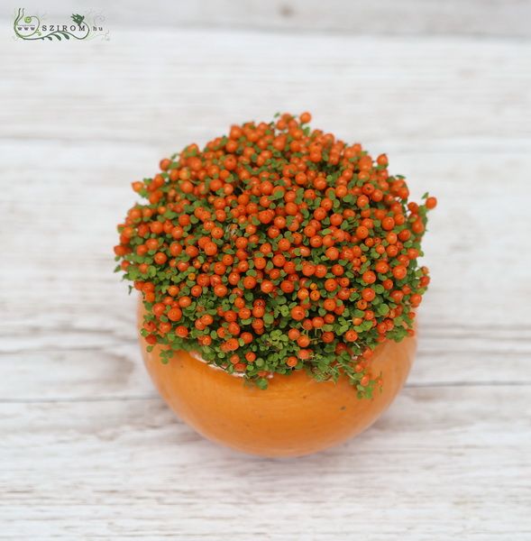 mini korallbogyó, Nertera kaspóval