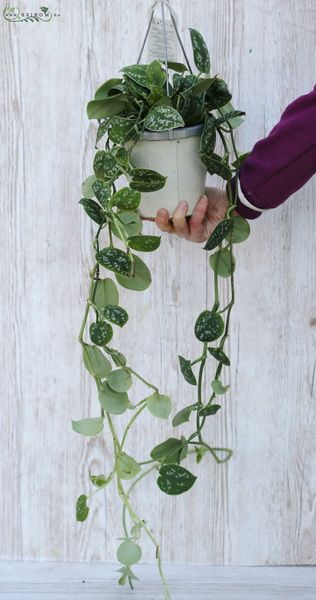 Scindapsus kaspóval
