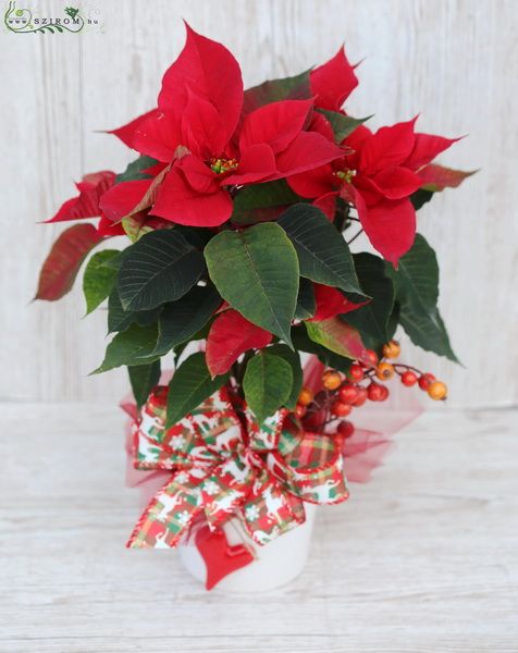 Pionsettia in pot, with ribbon and decor