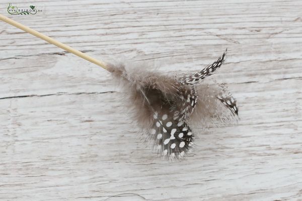 Guinea fowl feather 