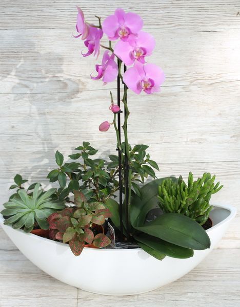 Orchidea hajóban pozsgásokkal, kis növényekkel