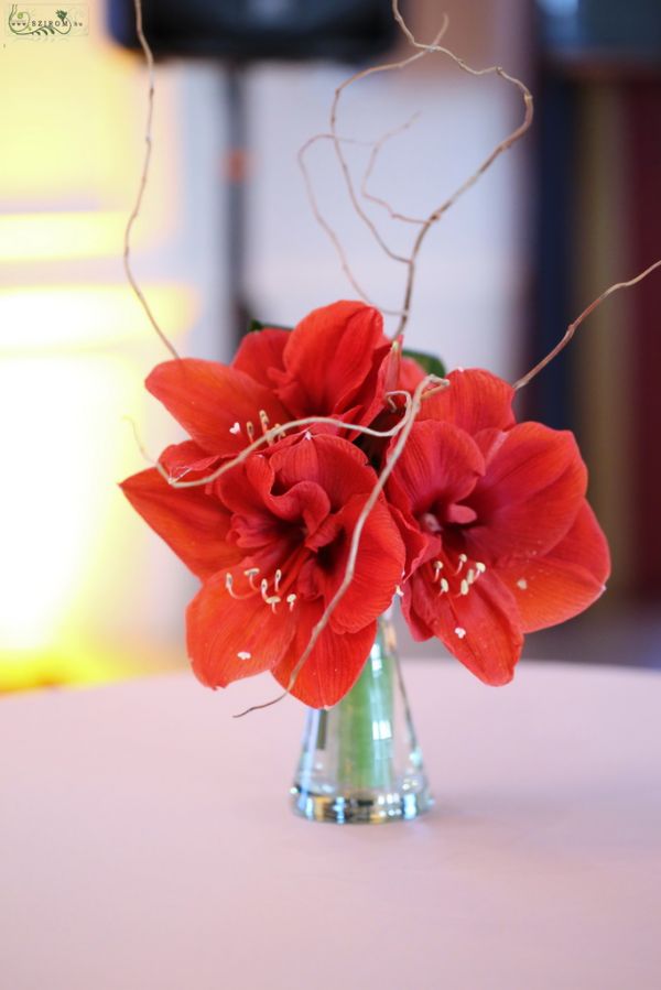 Event decor with red amaryllis, Corinthia Budapest