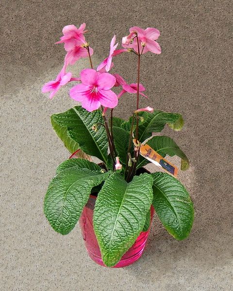 Streptocarpus im Keramiktopf, in verschiedenen Farben
