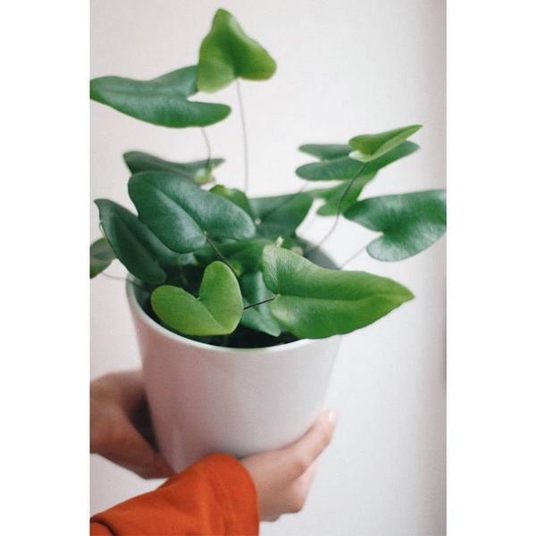 Heart leaf fern  (Hemionitis arifolia) in pot