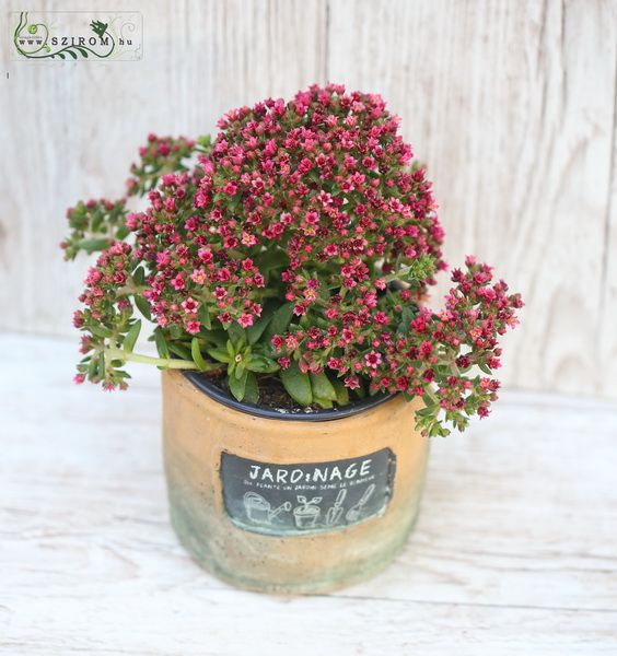 pink sedum in pot 