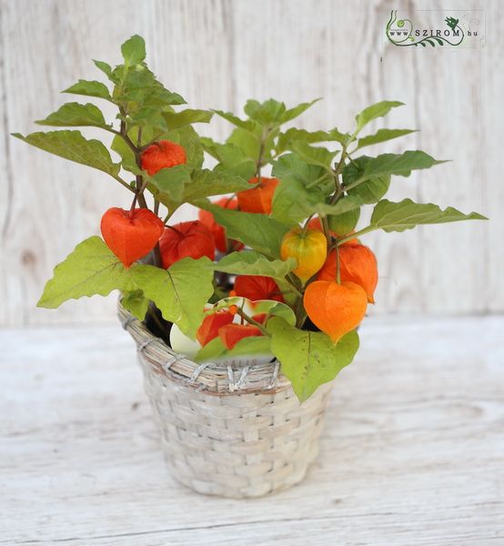 Lampionvirág (Physalis) kosárban