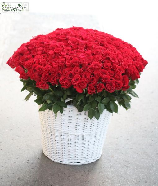 giant basket of 300 stems of red roses