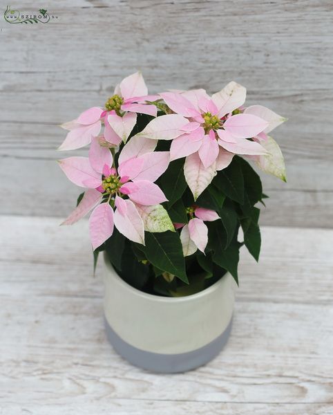 Euphorbia pulcherrima pink