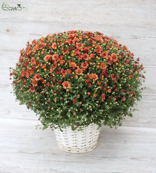 Grosse Chrysanthemum im Topf
