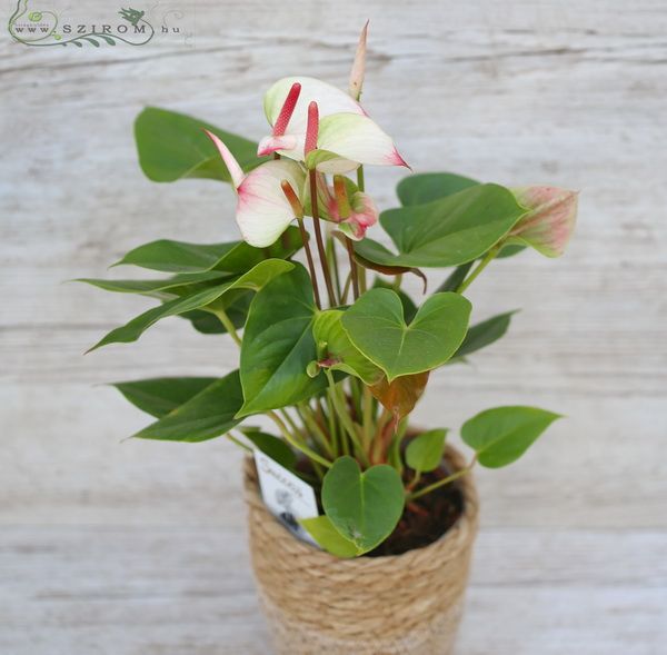 Anthurium in pot, pink - white