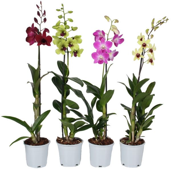 1 db dendrobium orchidea kaspóval, több szín elérhető