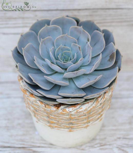 große Echeveria in verschiedenen Farben