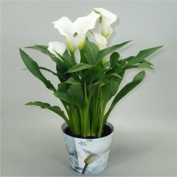 white calla lily in pot