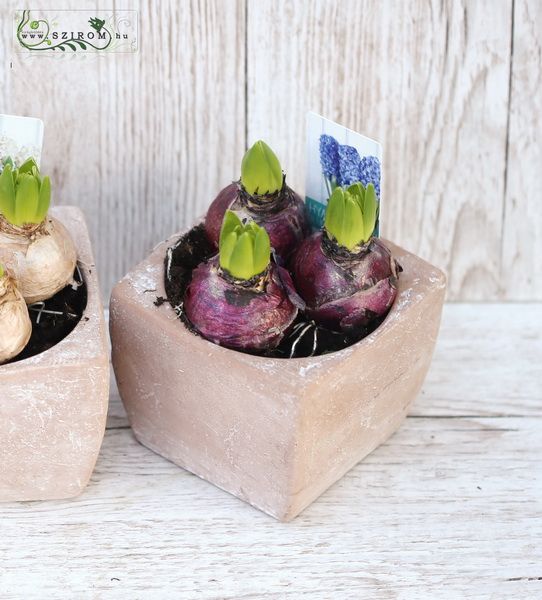 Potted hyacinthus 3 bulbs in pot (in 4 color)