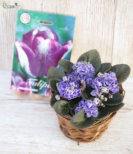 Saintpaulia mit einer Tüte Tulpenzwiebeln