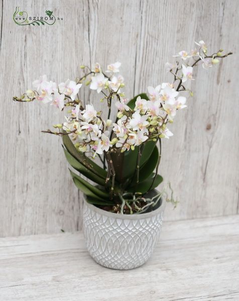 Phalaenopsis Orchidee mit vielen Blumen im Topf