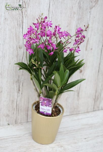 Multiflora Dendrobium Orchidee im Topf (Zimmerpflanze)