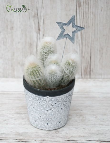 Espostoa Melanostele in pot with decor