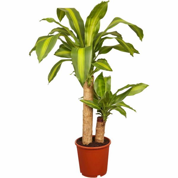 Dracaena fragrans Massangeana 2 strains (p:19cm, h:120-140cm)