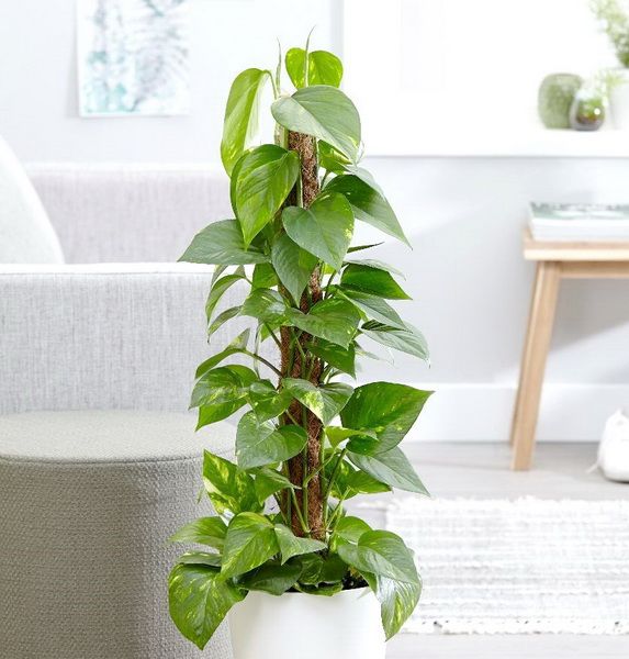 Epipremnum aureum (p:19cm, h:120cm)