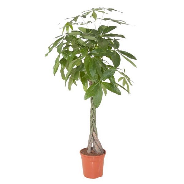 Pachira aquatica (p:27cm, h: cm)