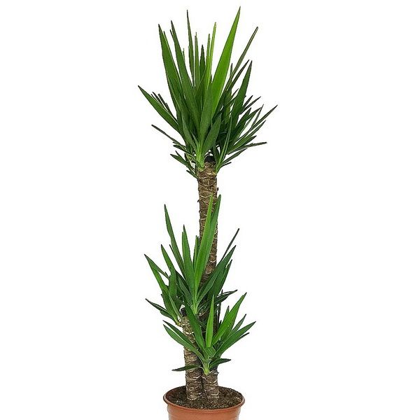 Yucca elephantipes 3 törzsű (szobai jukka) (cs:24cm, m:130cm)