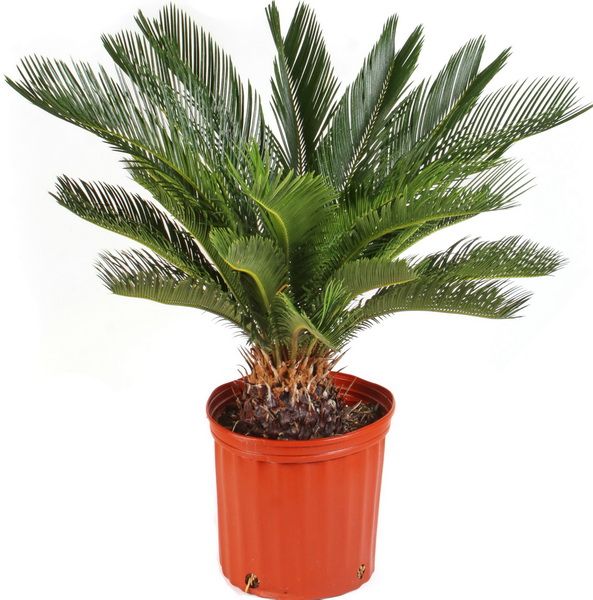 Cycas revoluta (p:21cm, h:90cm)