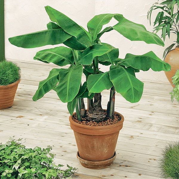 Musa (p:19cm, h:120cm)