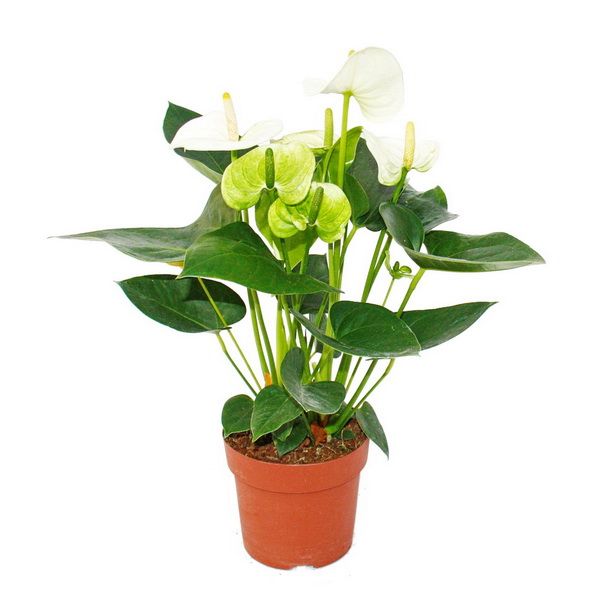 Anthurium andreanum (T:17cm, H:70cm)