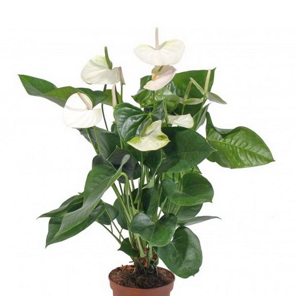 Anthurium andreanum (T:24cm, h:100cm)