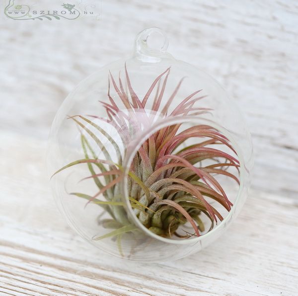 Tillandsia levegőből élő növény akasztható üveggömbben (10cm) beltéri