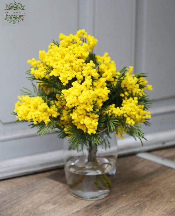 Mimosen in Vase (5St)