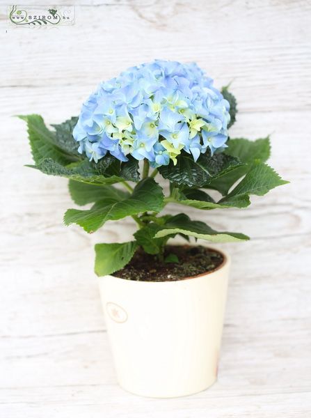 kleine blaue Hortensie im Topf