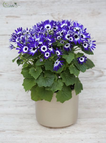 blue or pink cineraria in pot