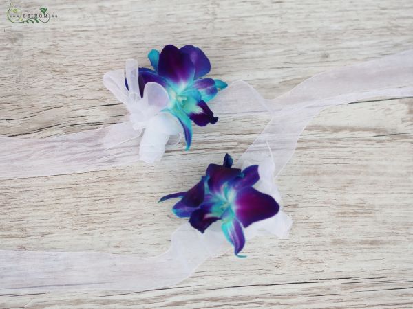 kardísz kék dendrobium orchideából