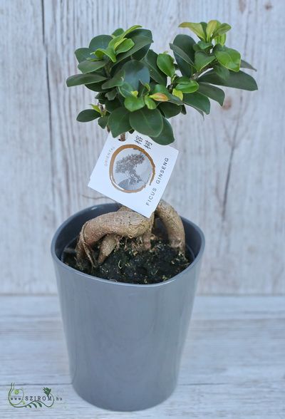 Ficus ginseng bonsai kaspóval - szobanövény