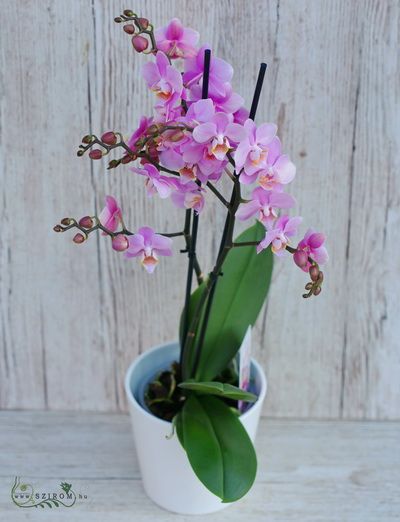 Phalaenopsis multiflora orchid with plant pot - indoor plant