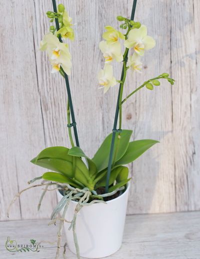 Phalaenopsis  orchid with plant pot - indoor plant
