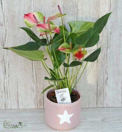Flamingoblume mit Blumentopf - Zimmerpflanze