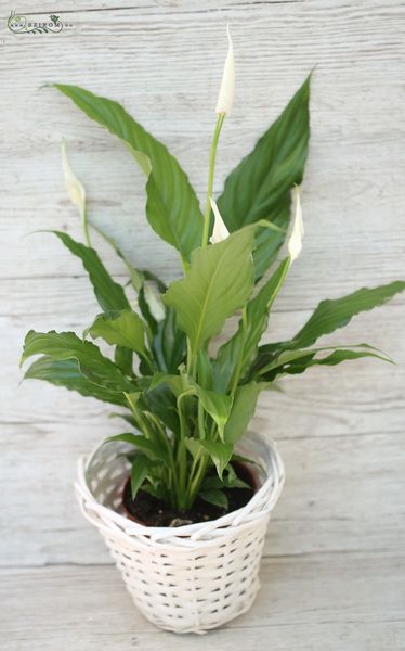 Sailflower in basket