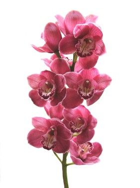 a stem of cymbidium orchid